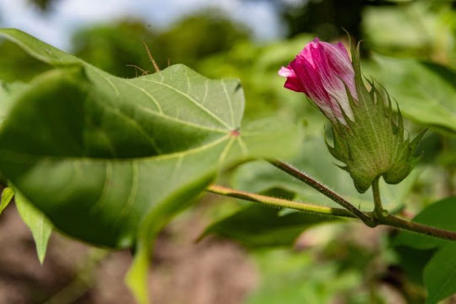 CottonIndustry